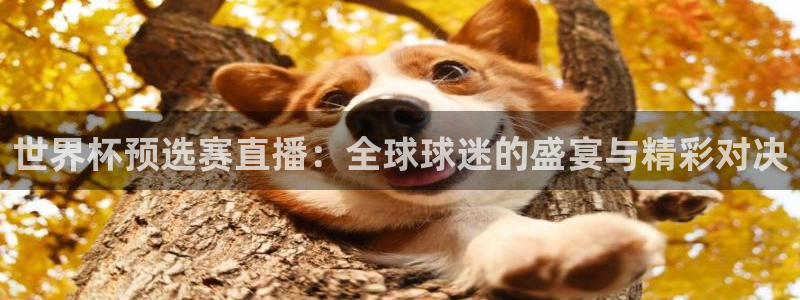 咪咕直播体育在线看：世界杯预选赛直播：全球球迷的盛宴与精彩对决